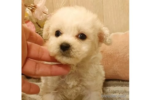 成約済の愛知県のビションフリーゼ-294453の3枚目
