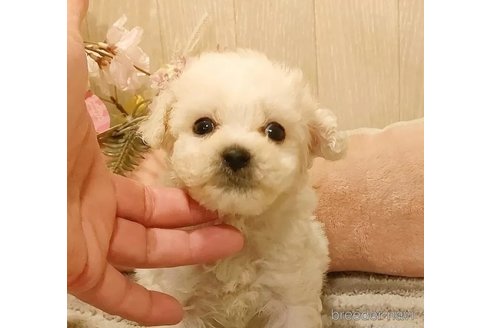 成約済の愛知県のビションフリーゼ-294453の2枚目