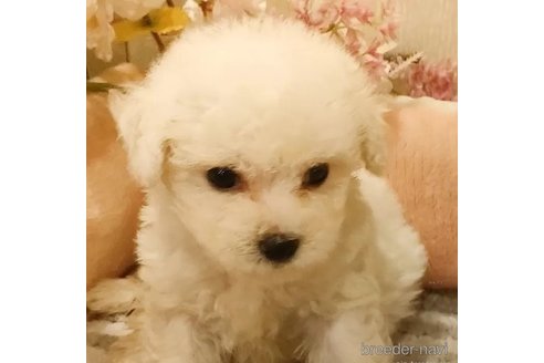 成約済の愛知県のビションフリーゼ-294455の4枚目