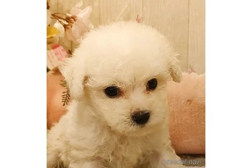 成約済の愛知県のビションフリーゼ-294455の2枚目