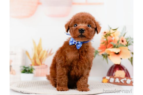 成約済の神奈川県のトイプードル-294454の9枚目