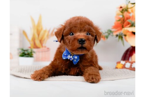 成約済の神奈川県のトイプードル-294454の11枚目