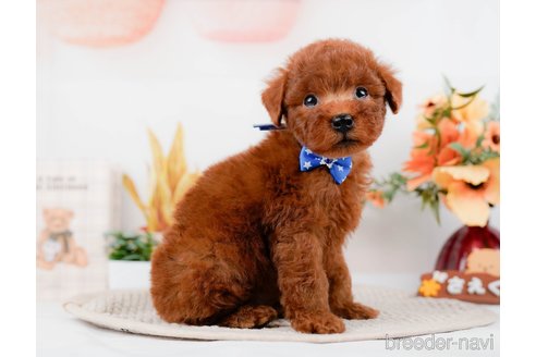 成約済の神奈川県のトイプードル-294454の1枚目