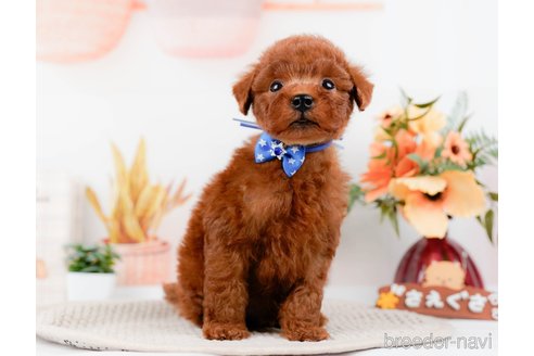 成約済の神奈川県のトイプードル-294454の7枚目