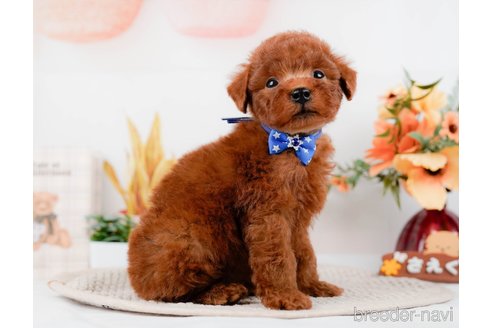 成約済の神奈川県のトイプードル-294454の8枚目