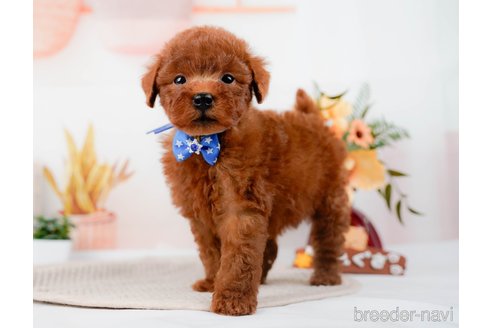 成約済の神奈川県のトイプードル-294454の3枚目