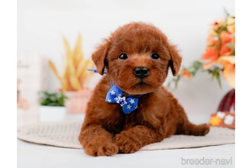 成約済の神奈川県のトイプードル-294454の4枚目