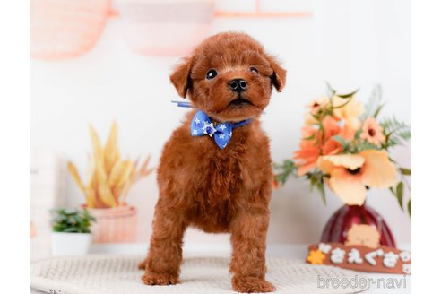 成約済の神奈川県のトイプードル-294454の5枚目