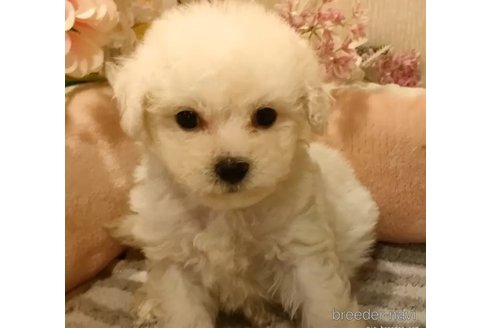 成約済の愛知県のビションフリーゼ-294456の3枚目