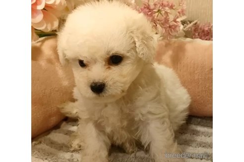 成約済の愛知県のビションフリーゼ-294456の2枚目