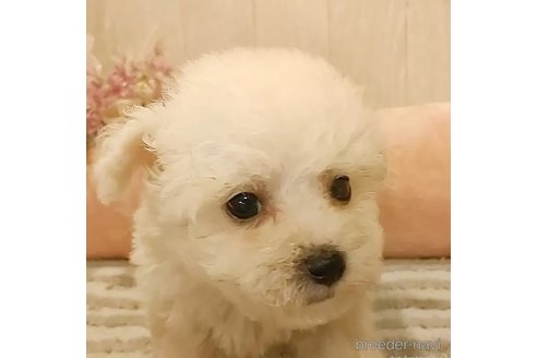 成約済の愛知県のビションフリーゼ-294458の4枚目