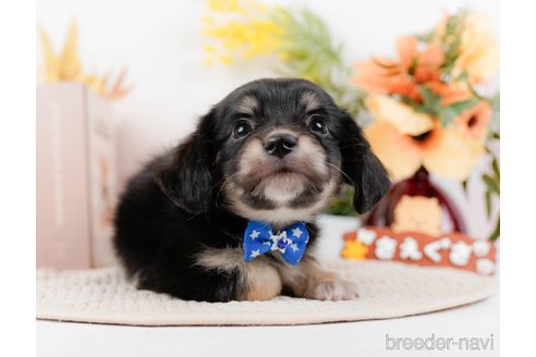 成約済の神奈川県のチワックス:チワワ×ミニチュアダックスフンド-294459の15枚目