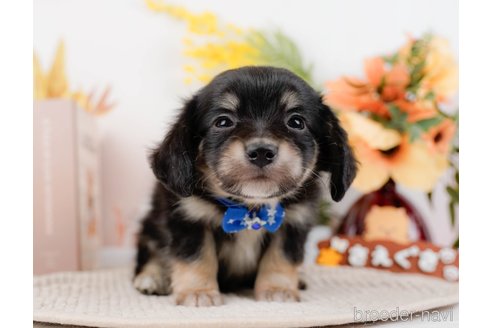 成約済の神奈川県のチワックス:チワワ×ミニチュアダックスフンド-294459の11枚目