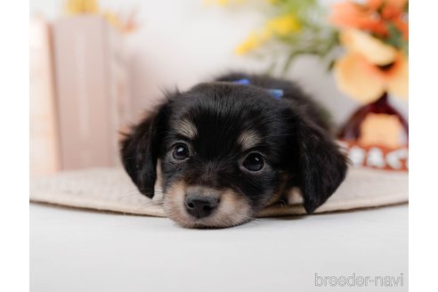 成約済の神奈川県のチワックス:チワワ×ミニチュアダックスフンド-294459の12枚目