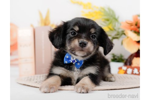 成約済の神奈川県のチワックス:チワワ×ミニチュアダックスフンド-294459の13枚目