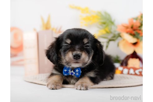 成約済の神奈川県のチワックス:チワワ×ミニチュアダックスフンド-294459の14枚目