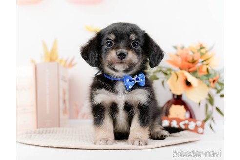 成約済の神奈川県のチワックス:チワワ×ミニチュアダックスフンド-294459の1枚目