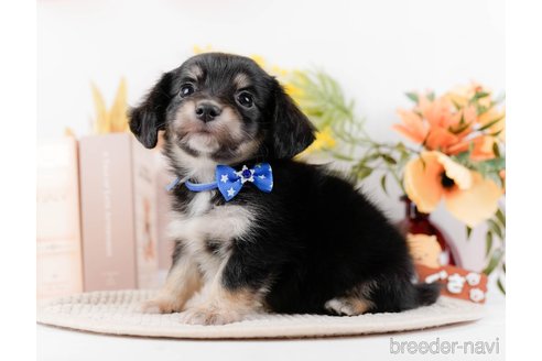 成約済の神奈川県のチワックス:チワワ×ミニチュアダックスフンド-294459の6枚目