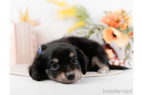 成約済の神奈川県のチワックス:チワワ×ミニチュアダックスフンド-294459の7枚目