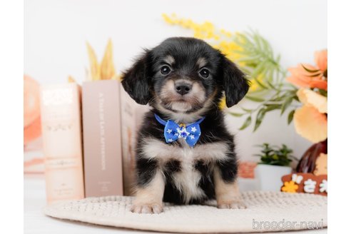 成約済の神奈川県のチワックス:チワワ×ミニチュアダックスフンド-294459の8枚目