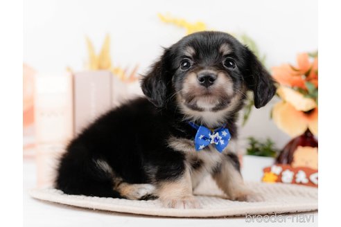 成約済の神奈川県のチワックス:チワワ×ミニチュアダックスフンド-294459の9枚目