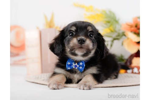 成約済の神奈川県のチワックス:チワワ×ミニチュアダックスフンド-294459の10枚目