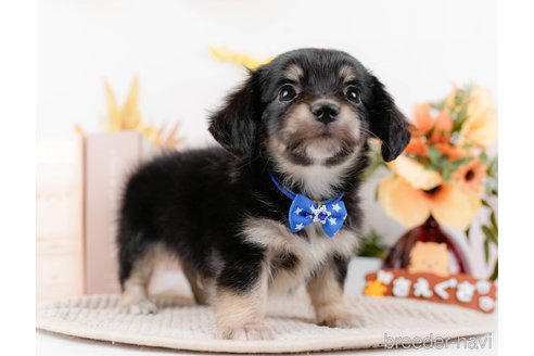 成約済の神奈川県のチワックス:チワワ×ミニチュアダックスフンド-294459の3枚目