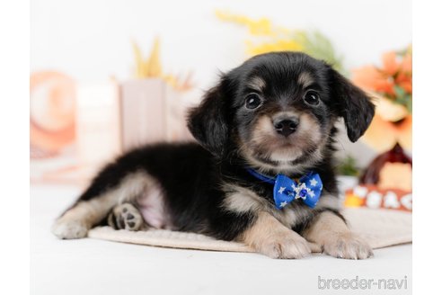 成約済の神奈川県のチワックス:チワワ×ミニチュアダックスフンド-294459の4枚目