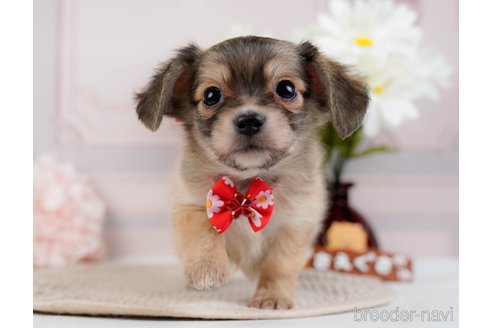 成約済の神奈川県のチワックス:チワワ×ミニチュアダックスフンド-294460の10枚目