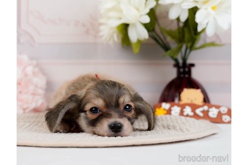 成約済の神奈川県のチワックス:チワワ×ミニチュアダックスフンド-294460の11枚目