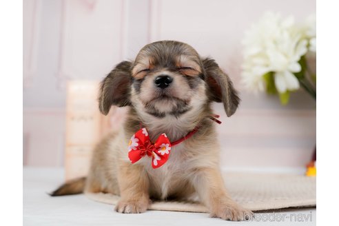 成約済の神奈川県のチワックス:チワワ×ミニチュアダックスフンド-294460の5枚目