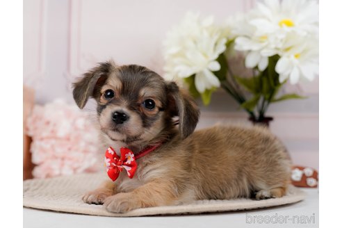 成約済の神奈川県のチワックス:チワワ×ミニチュアダックスフンド-294460の6枚目