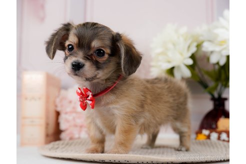 成約済の神奈川県のチワックス:チワワ×ミニチュアダックスフンド-294460の7枚目