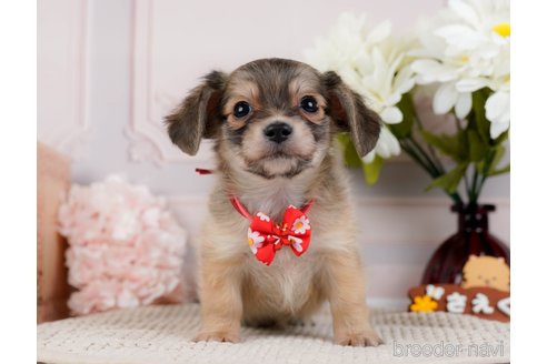 成約済の神奈川県のチワックス:チワワ×ミニチュアダックスフンド-294460の8枚目