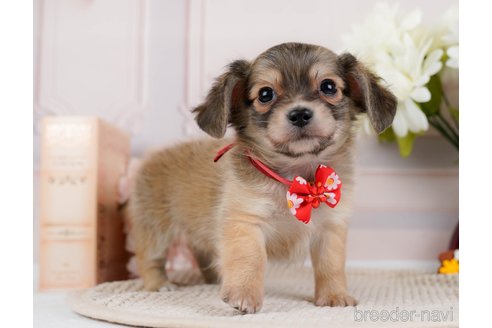 成約済の神奈川県のチワックス:チワワ×ミニチュアダックスフンド-294460の1枚目