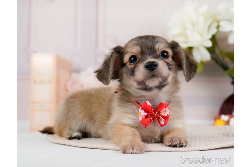 成約済の神奈川県のチワックス:チワワ×ミニチュアダックスフンド-294460の3枚目