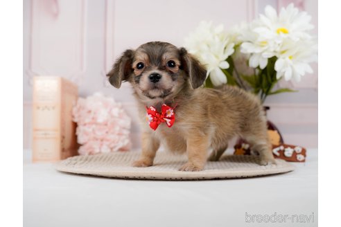 成約済の神奈川県のチワックス:チワワ×ミニチュアダックスフンド-294460の4枚目