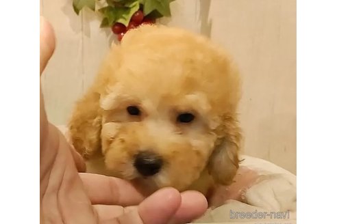 成約済の愛知県のタイニープードル-290090の4枚目