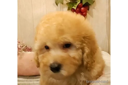 成約済の愛知県のタイニープードル-290090の3枚目