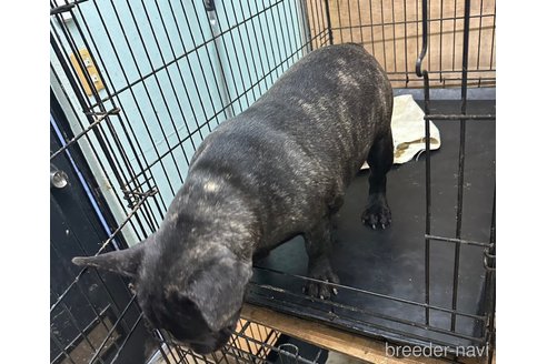 成約済の千葉県のフレンチブルドッグ-266277の2枚目