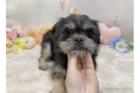 成約済の東京都のミックス犬-294490の8枚目