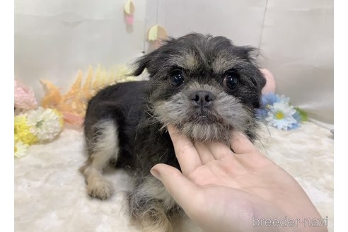 成約済の東京都のミックス犬-294490の9枚目