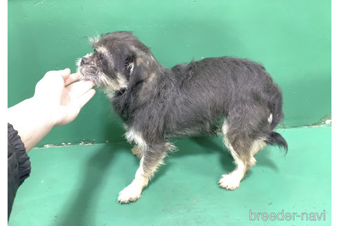 成約済の東京都のミックス犬-294490の10枚目