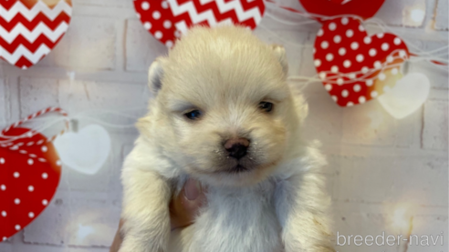 成約済の北海道のポメラニアン-294542の1枚目