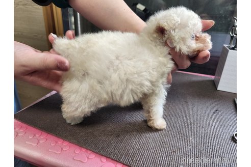成約済の岡山県のティーカッププードル-287459の3枚目