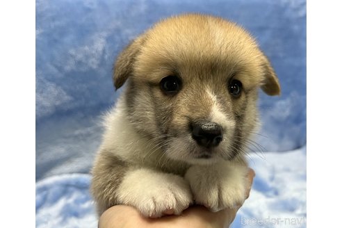 成約済の大阪府のウェルシュコーギーペンブローク-292542の4枚目