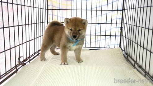 成約済の茨城県の柴犬-291258の1枚目