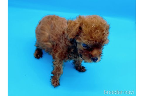 成約済の東京都のタイニープードル-294652の10枚目