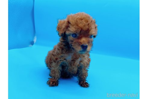 成約済の東京都のタイニープードル-294652の11枚目