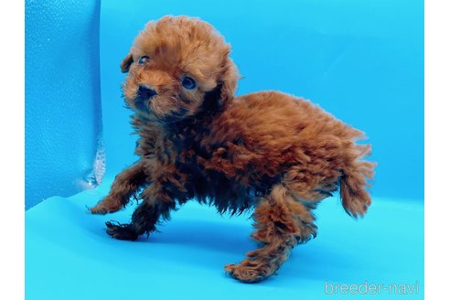 成約済の東京都のタイニープードル-294652の12枚目